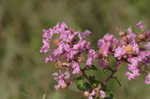 Crapemyrtle